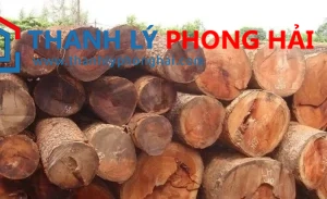 Gỗ gõ đỏ là gì