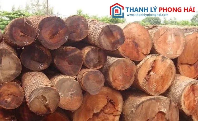 Gỗ gõ đỏ là gì